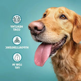 Golden retriever with shiny hypoallergenic coat eating burns original fish dog food by john burns on low fat diet