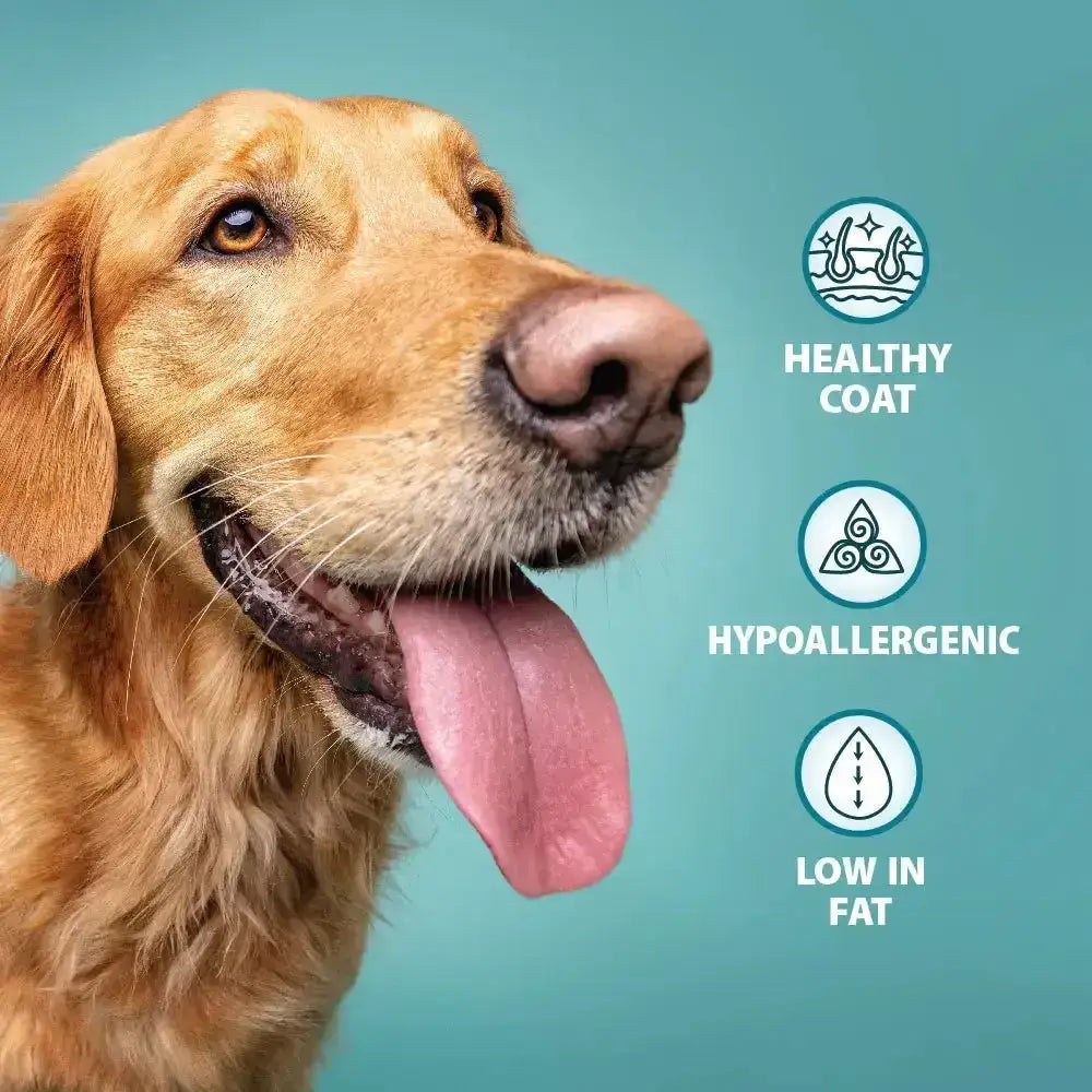 Golden retriever with shiny hypoallergenic coat eating burns original lamb dog food by john burns low fat diet