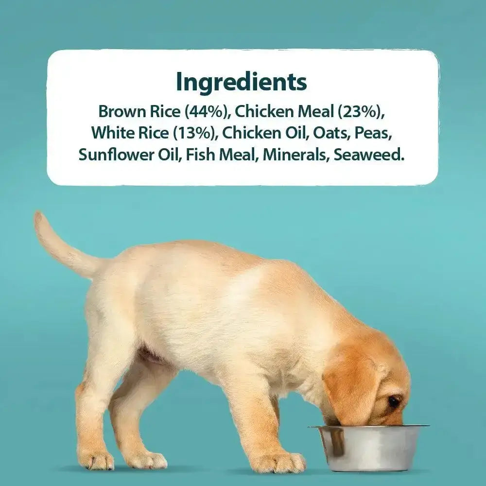 Light golden puppy eating burns puppy mini puppy food chicken and rice from a metallic bowl