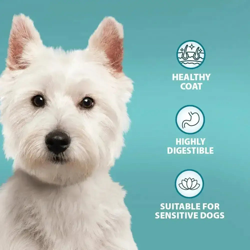 A fluffy white west highland terrier with upright ears next to burns sensitive pork dog food recommended by veterinary surgeon john