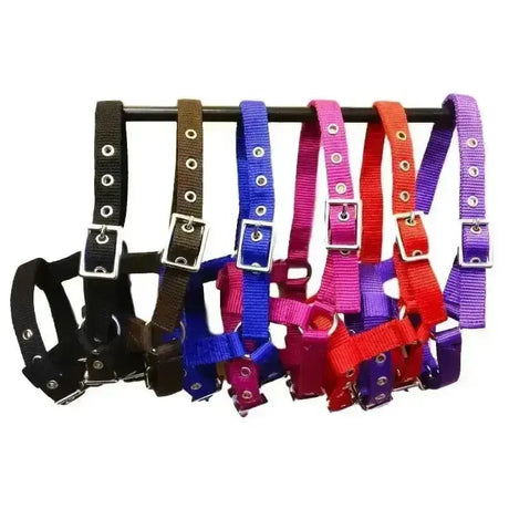 A set of colorful buxton mini foal nylon headcollars in black brown blue pink red and purple with silver buckles