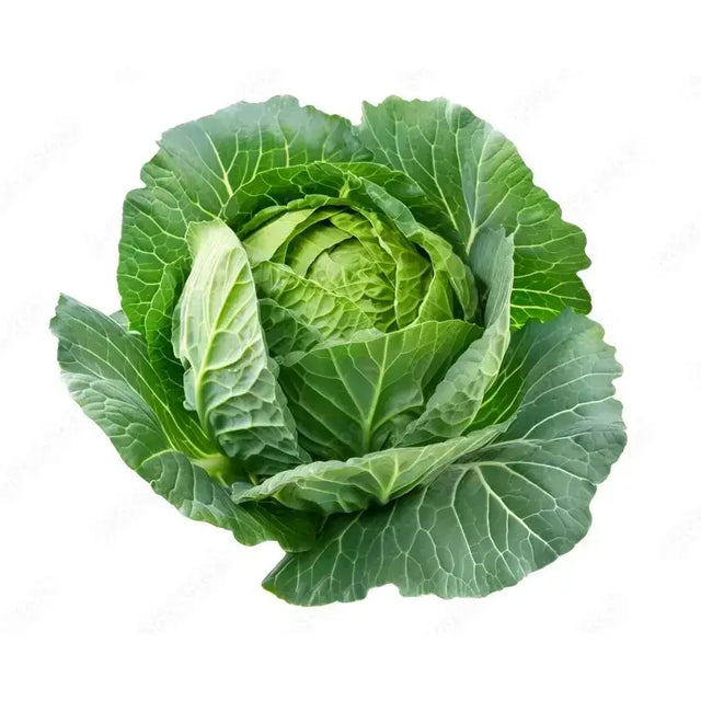 A fresh green cabbage with broad wavy leaves and crisp texture perfect for healthy meals after equestrian rides