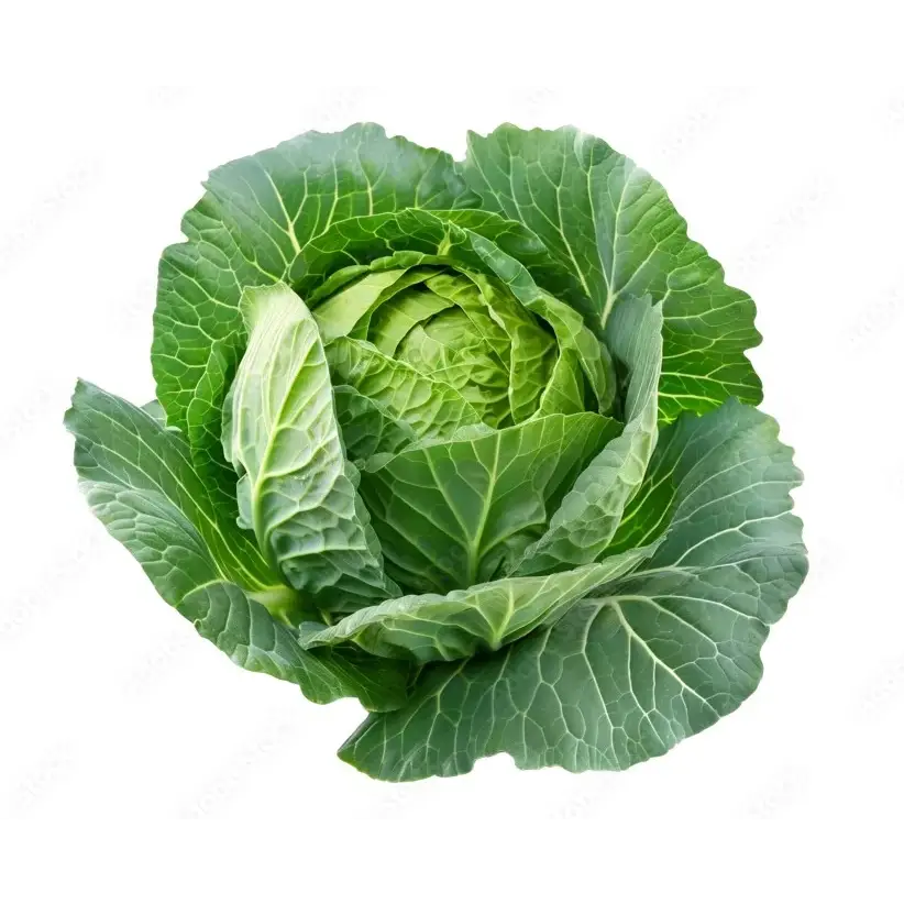 Cabbage vegetables