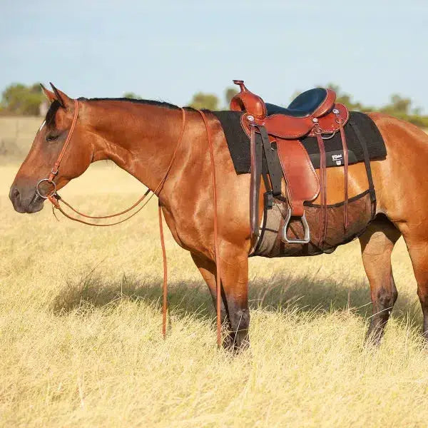 Brown horse wearing cashel crusader quiet ride belly guard leather saddle with black padding and silver stirrups