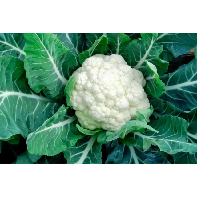 Cauliflower vegetables