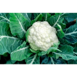 Cauliflower vegetables