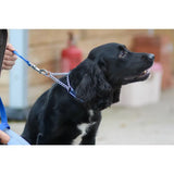 Black dog wearing a check chain collar with a silver chain and blue polypropylene webbing leash machine washable