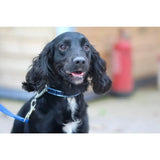 Black dog wearing check chain collar with polypropylene webbing that is durable and machine washable