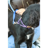 A black dog wearing a purple check chain collar with brass buckle and blue leash made of machine washable polypropylene webbing