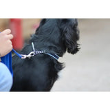 Black dog wearing a check chain collar with silver chain and sturdy metal clasp, machine washable and durable polypropylene webbing