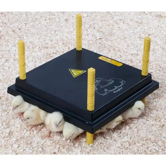 Black plastic chicktec comfort 30 std uk chick warmer with four yellow posts and warning label electric hen brooders extremely economical