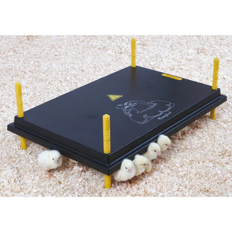 Black plastic chick brooder with yellow supports and white chicken drawing for chicktec comfort 60 std electric hen brooder