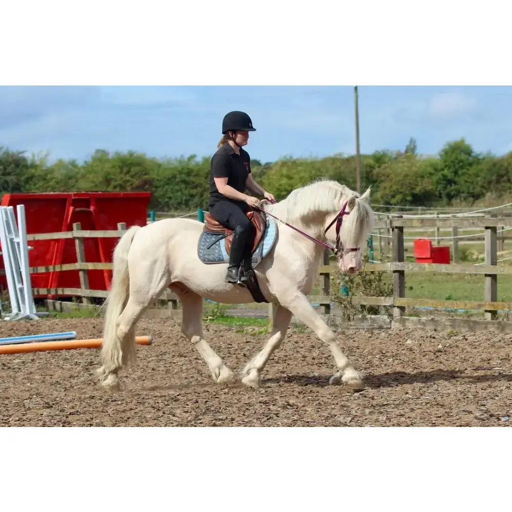 Cream-colored horse wearing click bridle with cheek pieces, browband loops, and min-to-max lengths in red and blue