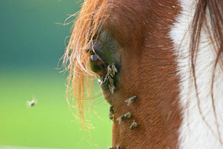 A close-up of a brown and white horse’s face with flies buzzing around its eye.