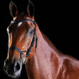 A sleek black collegiate comfitec training bridle made of high quality european leather with silver metal hardware