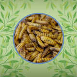 A pile of golden-brown segmented calci boost grubs with darkened ends for pet feeding and nutrition