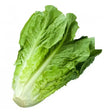 Fresh green cos lettuce with crisp wavy leaves and a pale center perfect for salads and equestrian supplies meals
