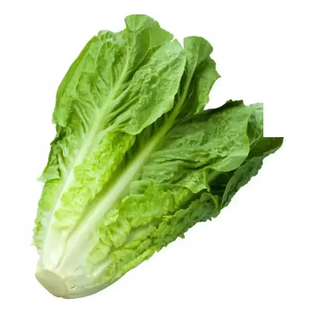Fresh green cos lettuce with crisp wavy leaves and pale center perfect for healthy meals or equestrian supplies snacks
