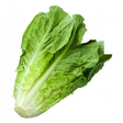 Cos Lettuce vegetables
