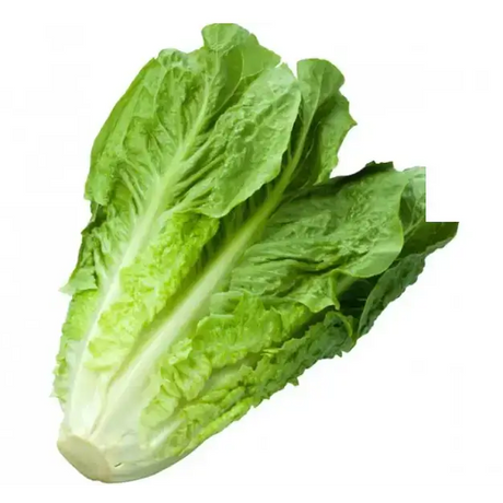 Cos Lettuce vegetables
