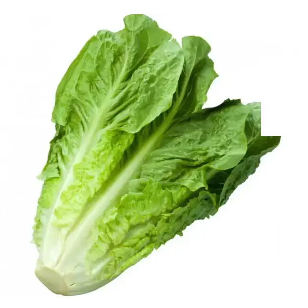 Cos Lettuce vegetables