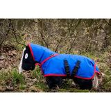 A plush black horse wearing a vibrant blue and red crafty ponies turnout rug with adjustable black straps