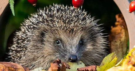 A curious hedgehog with spiky gray and white quills, dark eyes, and a black nose peeking out from among fallen leaves.