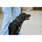 Black dog wearing an orange cushion web padded lead with handle loop and 1m length for comfortable walks