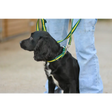 Cushion Web Dog Collar Medium Black 