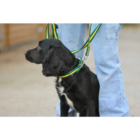 Cushion Web Dog Collar Medium Black 