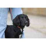 Cushion Web Dog Collar Medium Black 