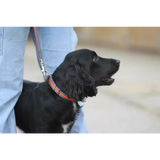 Cushion Web Dog Collar Medium Black 