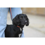 Black dog with floppy ears wearing an orange cushion web dog collar with metal fixings and a white chest patch