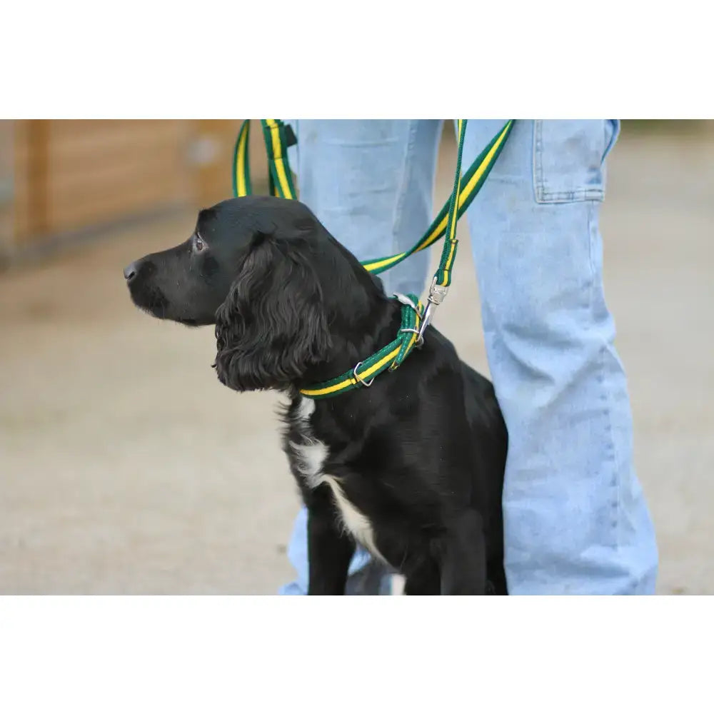 Black dog wearing green and yellow cushion web dog collar with metal fixings and matching leash