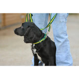 Black dog wearing green and yellow cushion web dog collar with metal fixings and matching leash