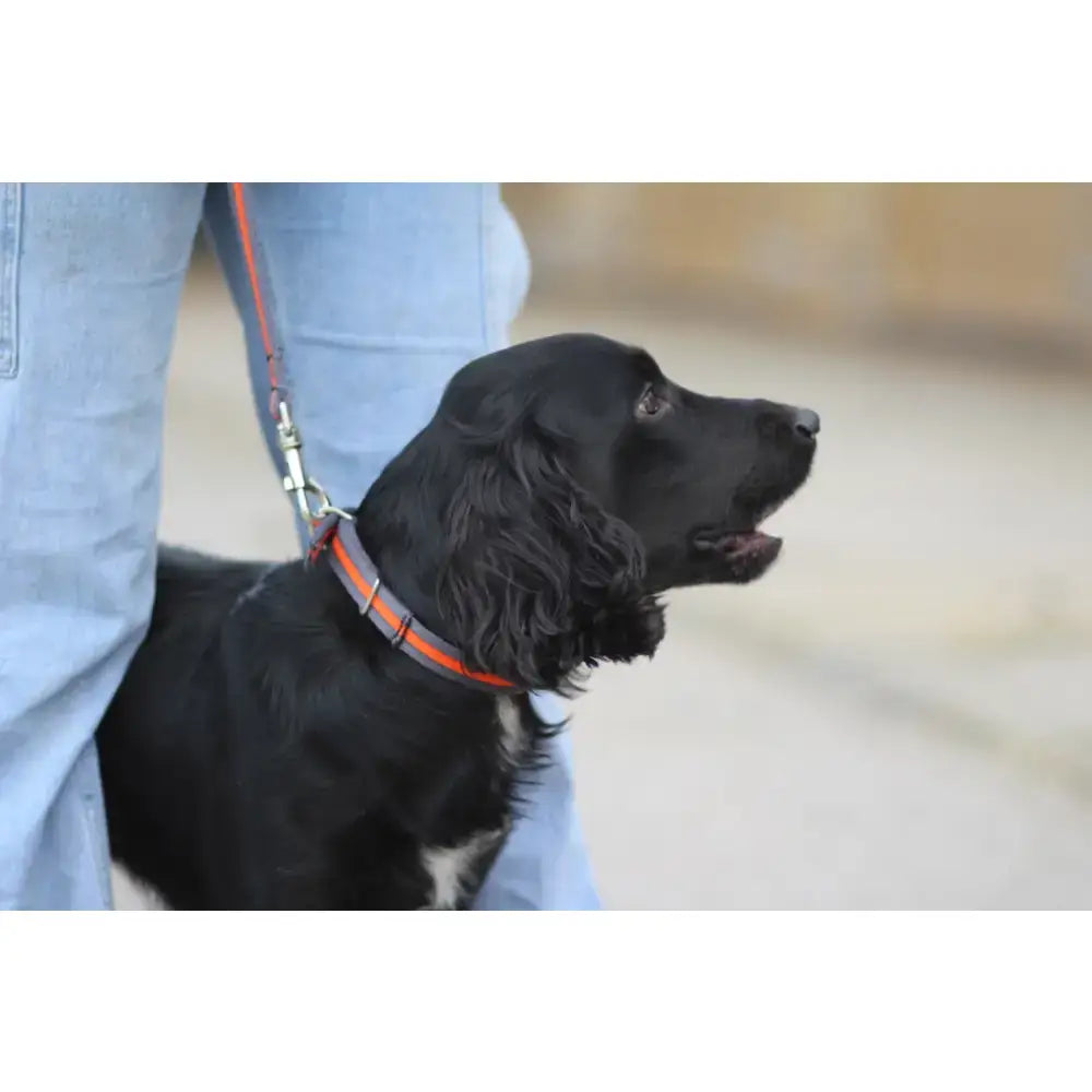 Black dog wearing an orange and gray cushion web dog collar with metal fixings and reflective safety features