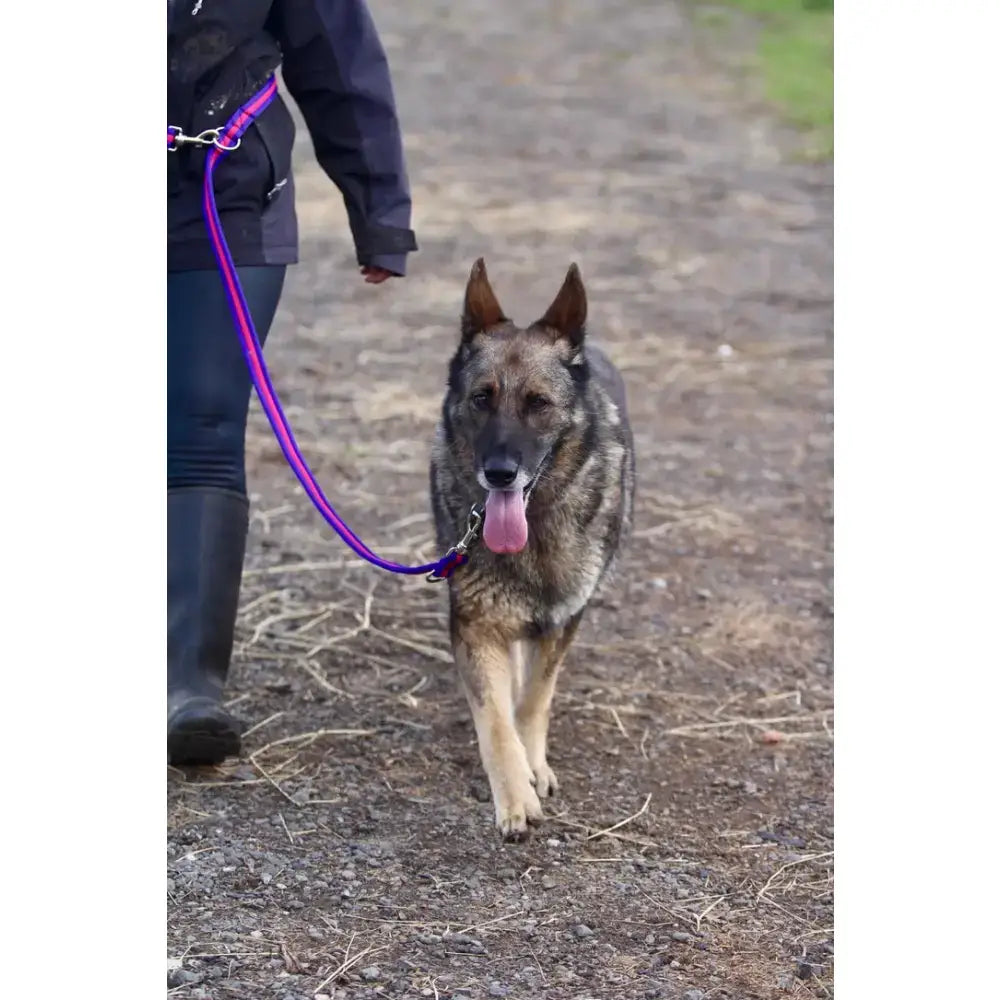 A vibrant purple cushion web double ended training lead with metallic clasp attached to a german shepherd collar