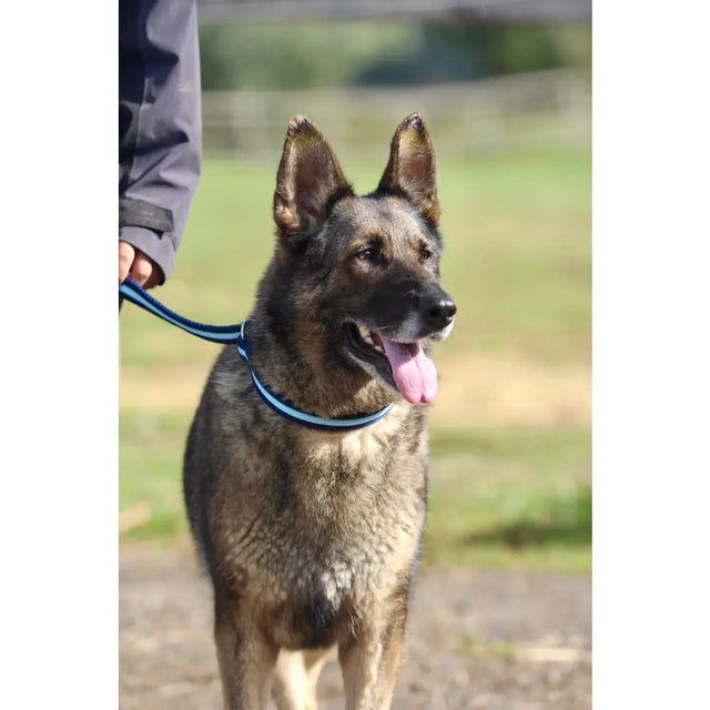 A german shepherd stands alert wearing a blue cushion web slip lead with a 25cm loop handle and air-web design
