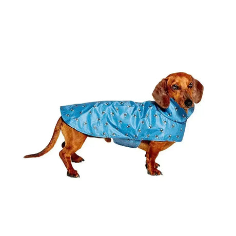 Dachshund wearing a danish design fatfact blue raincoat with cute bee pattern called bee-utiful spotty bees raincoat