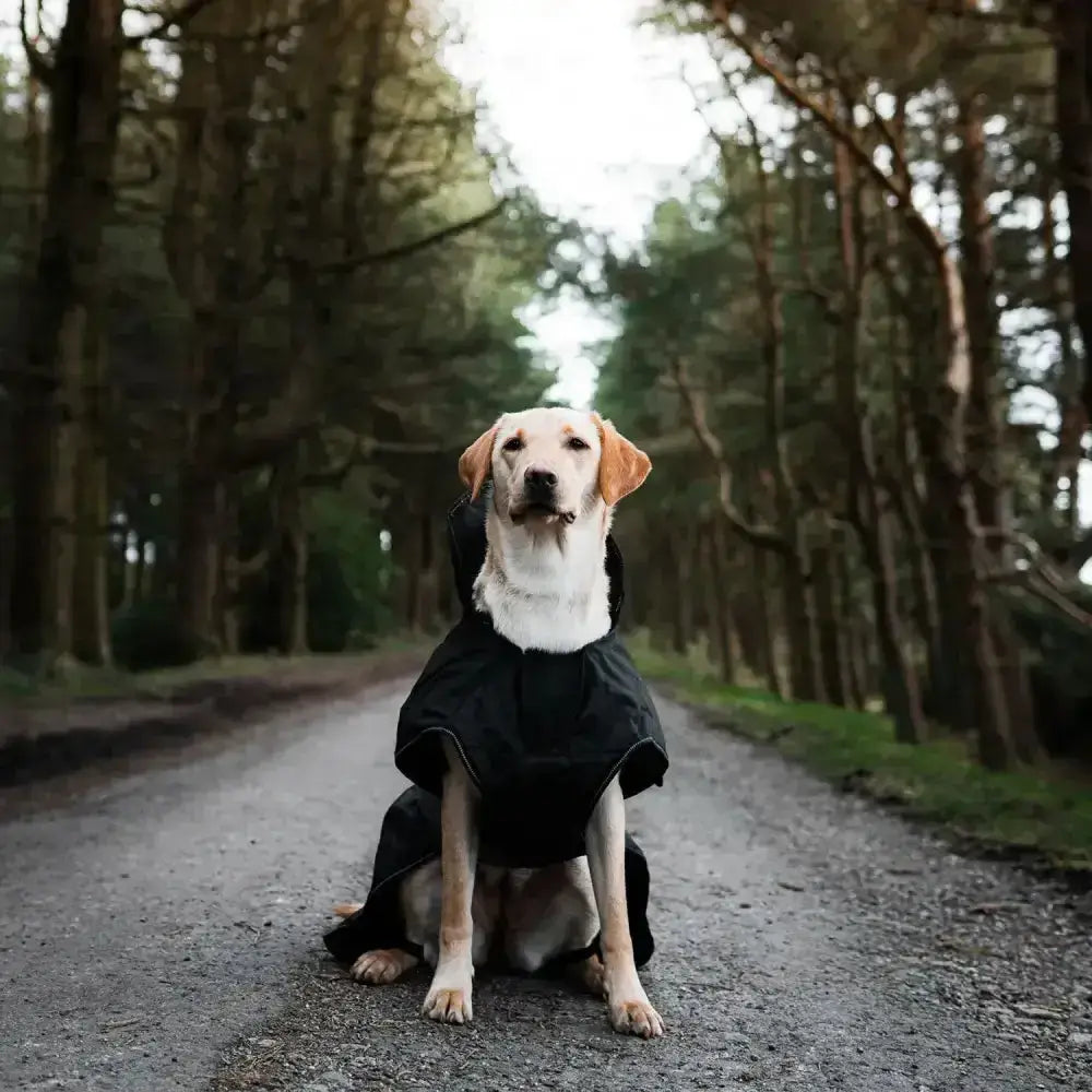 A golden labrador wearing a danish design ultimate 2-in-1 dog coat black with a hood and white collar