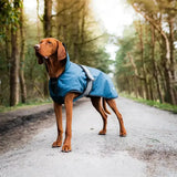 A brown vizsla wearing danish design ultimate 2-in-1 dog coat blue with gray trim waterproof design