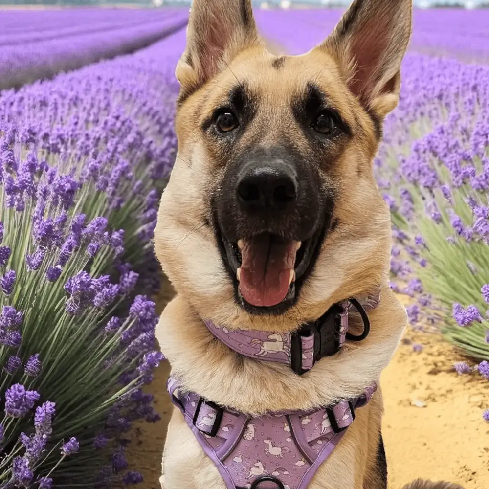 A cheerful german shepherd wearing a lavender daydreams and unicorns collar with white duck patterns and pup chic style