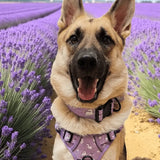 A cheerful german shepherd wearing a lavender daydreams and unicorns collar with white duck patterns and pup chic style