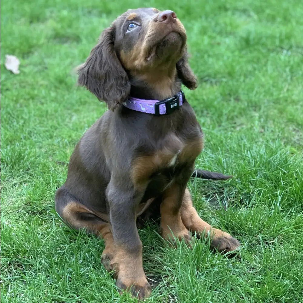 A purple patterned Daydreams and Unicorns collar with black plastic buckle on a brown pup chic style puppy