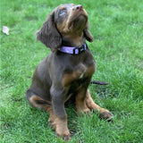 A purple patterned Daydreams and Unicorns collar with black plastic buckle on a brown pup chic style puppy