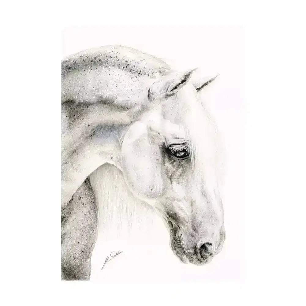 Detailed pencil sketch of a white horse head on a deckled edge a4 print featuring exquisite flea bitten grey shading and texture