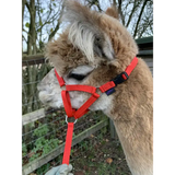 Dinky Headcollar - Mini, Alpaca, Llama, Sheep, Foal XXX Small Black 