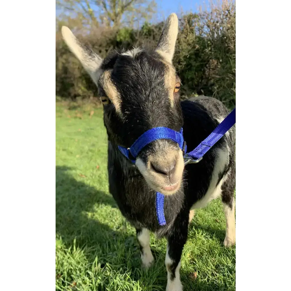 Dinky Headcollar - Mini, Alpaca, Llama, Sheep, Foal XXX Small Black 