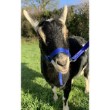 Dinky Headcollar - Mini, Alpaca, Llama, Sheep, Foal XXX Small Black 