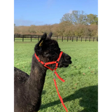 Dinky Headcollar - Mini, Alpaca, Llama, Sheep, Foal XXX Small Black 